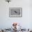 Juvenile Golden Eagle (Aquila Chrysaetos) in Flight over Snow in the Winter-James Hager-Framed Photographic Print displayed on a wall