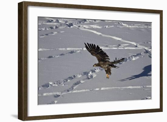 Juvenile Golden Eagle (Aquila Chrysaetos) in Flight over Snow in the Winter-James Hager-Framed Photographic Print