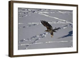 Juvenile Golden Eagle (Aquila Chrysaetos) in Flight over Snow in the Winter-James Hager-Framed Photographic Print