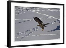 Juvenile Golden Eagle (Aquila Chrysaetos) in Flight over Snow in the Winter-James Hager-Framed Photographic Print