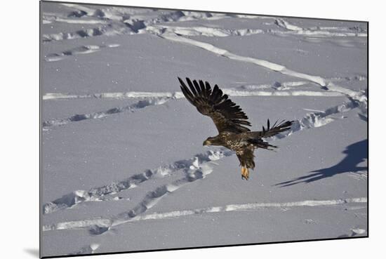 Juvenile Golden Eagle (Aquila Chrysaetos) in Flight over Snow in the Winter-James Hager-Mounted Photographic Print