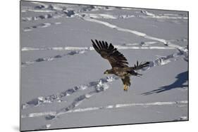 Juvenile Golden Eagle (Aquila Chrysaetos) in Flight over Snow in the Winter-James Hager-Mounted Photographic Print