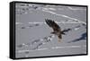 Juvenile Golden Eagle (Aquila Chrysaetos) in Flight over Snow in the Winter-James Hager-Framed Stretched Canvas