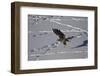 Juvenile Golden Eagle (Aquila Chrysaetos) in Flight over Snow in the Winter-James Hager-Framed Photographic Print