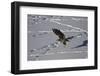 Juvenile Golden Eagle (Aquila Chrysaetos) in Flight over Snow in the Winter-James Hager-Framed Photographic Print