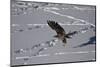 Juvenile Golden Eagle (Aquila Chrysaetos) in Flight over Snow in the Winter-James Hager-Mounted Photographic Print