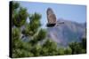 Juvenile Goshawk in Flight-W. Perry Conway-Stretched Canvas