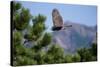 Juvenile Goshawk in Flight-W. Perry Conway-Stretched Canvas