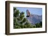 Juvenile Goshawk in Flight-W. Perry Conway-Framed Photographic Print