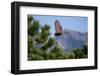 Juvenile Goshawk in Flight-W. Perry Conway-Framed Photographic Print