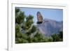 Juvenile Goshawk in Flight-W. Perry Conway-Framed Photographic Print