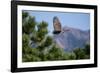 Juvenile Goshawk in Flight-W. Perry Conway-Framed Photographic Print