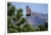 Juvenile Goshawk in Flight-W. Perry Conway-Framed Photographic Print