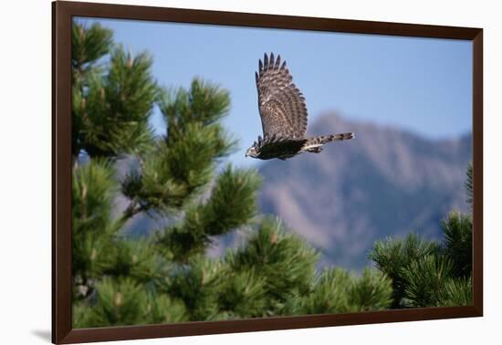 Juvenile Goshawk in Flight-W. Perry Conway-Framed Photographic Print