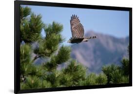 Juvenile Goshawk in Flight-W. Perry Conway-Framed Photographic Print