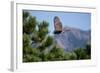 Juvenile Goshawk in Flight-W. Perry Conway-Framed Photographic Print