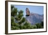 Juvenile Goshawk in Flight-W. Perry Conway-Framed Photographic Print