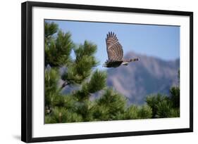 Juvenile Goshawk in Flight-W. Perry Conway-Framed Photographic Print