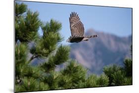 Juvenile Goshawk in Flight-W. Perry Conway-Mounted Photographic Print
