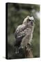 Juvenile Great Horned Owl, Alaska, USA-Gerry Reynolds-Stretched Canvas