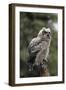 Juvenile Great Horned Owl, Alaska, USA-Gerry Reynolds-Framed Photographic Print