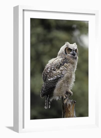 Juvenile Great Horned Owl, Alaska, USA-Gerry Reynolds-Framed Photographic Print