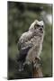 Juvenile Great Horned Owl, Alaska, USA-Gerry Reynolds-Mounted Photographic Print