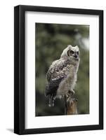 Juvenile Great Horned Owl, Alaska, USA-Gerry Reynolds-Framed Photographic Print