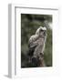 Juvenile Great Horned Owl, Alaska, USA-Gerry Reynolds-Framed Photographic Print