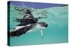 Juvenile Green Sea Turtle (Chelonia Mydas)-Stephen Frink-Stretched Canvas