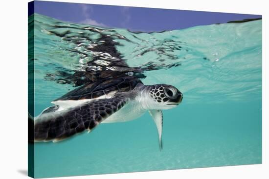 Juvenile Green Sea Turtle (Chelonia Mydas)-Stephen Frink-Stretched Canvas