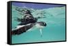 Juvenile Green Sea Turtle (Chelonia Mydas)-Stephen Frink-Framed Stretched Canvas