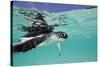 Juvenile Green Sea Turtle (Chelonia Mydas)-Stephen Frink-Stretched Canvas