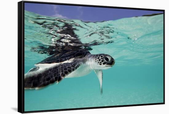 Juvenile Green Sea Turtle (Chelonia Mydas)-Stephen Frink-Framed Stretched Canvas