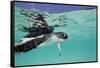 Juvenile Green Sea Turtle (Chelonia Mydas)-Stephen Frink-Framed Stretched Canvas