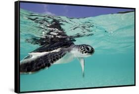 Juvenile Green Sea Turtle (Chelonia Mydas)-Stephen Frink-Framed Stretched Canvas