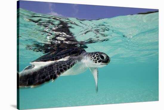 Juvenile Green Sea Turtle (Chelonia Mydas)-Stephen Frink-Stretched Canvas