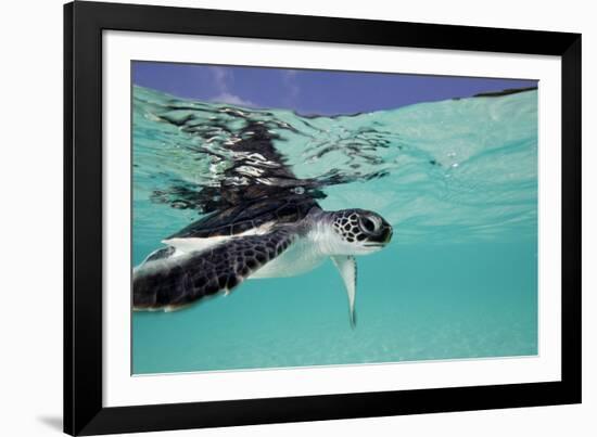 Juvenile Green Sea Turtle (Chelonia Mydas)-Stephen Frink-Framed Photographic Print