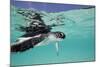 Juvenile Green Sea Turtle (Chelonia Mydas)-Stephen Frink-Mounted Photographic Print