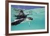 Juvenile Green Sea Turtle (Chelonia Mydas)-Stephen Frink-Framed Photographic Print