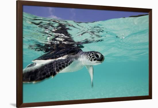 Juvenile Green Sea Turtle (Chelonia Mydas)-Stephen Frink-Framed Photographic Print