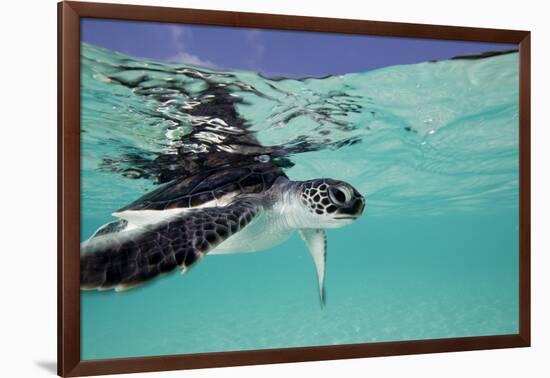 Juvenile Green Sea Turtle (Chelonia Mydas)-Stephen Frink-Framed Photographic Print