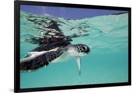 Juvenile Green Sea Turtle (Chelonia Mydas)-Stephen Frink-Framed Photographic Print