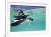 Juvenile Green Sea Turtle (Chelonia Mydas)-Stephen Frink-Framed Photographic Print