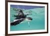 Juvenile Green Sea Turtle (Chelonia Mydas)-Stephen Frink-Framed Photographic Print