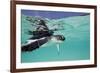 Juvenile Green Sea Turtle (Chelonia Mydas)-Stephen Frink-Framed Photographic Print