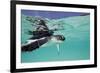 Juvenile Green Sea Turtle (Chelonia Mydas)-Stephen Frink-Framed Photographic Print