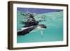 Juvenile Green Sea Turtle (Chelonia Mydas)-Stephen Frink-Framed Photographic Print