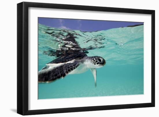 Juvenile Green Sea Turtle (Chelonia Mydas)-Stephen Frink-Framed Photographic Print