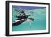 Juvenile Green Sea Turtle (Chelonia Mydas)-Stephen Frink-Framed Photographic Print